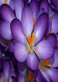 春梦随云散飞花逐水流全诗