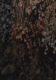 雀鸟与金笼讲的是什么